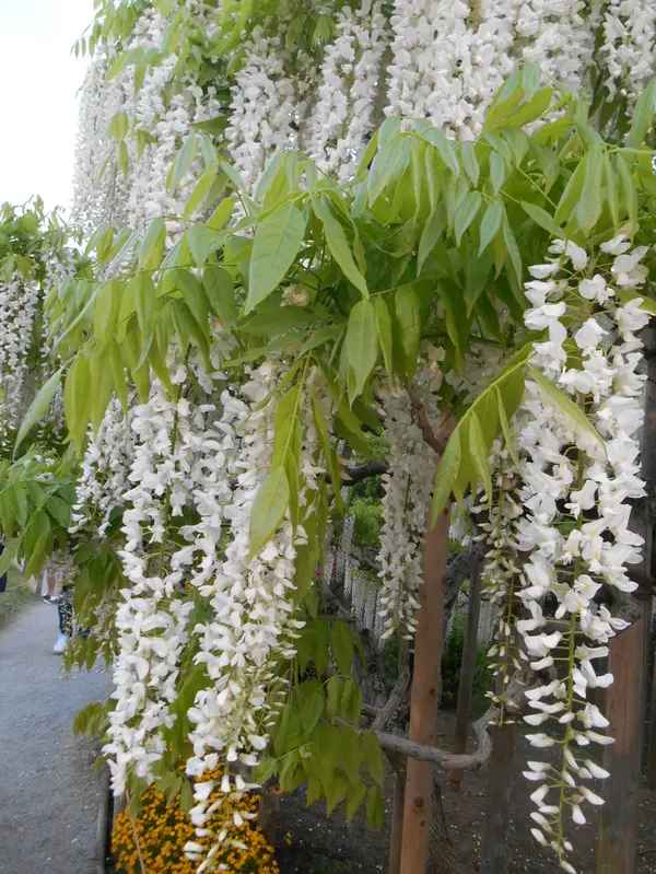 藤の花