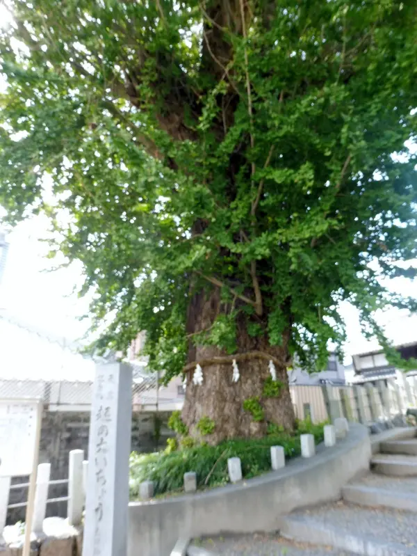 起の大イチョウ
