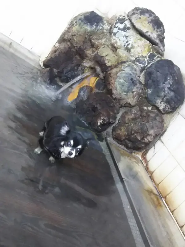 わんこ専用温泉