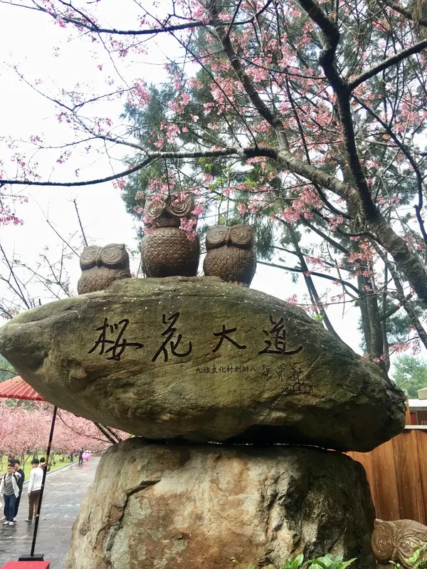 桜花大道(桜通り)