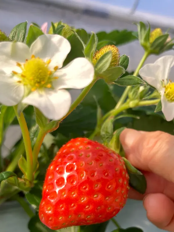 可憐ないちごの白い花