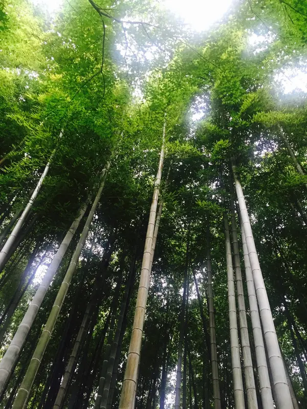 立派な竹林