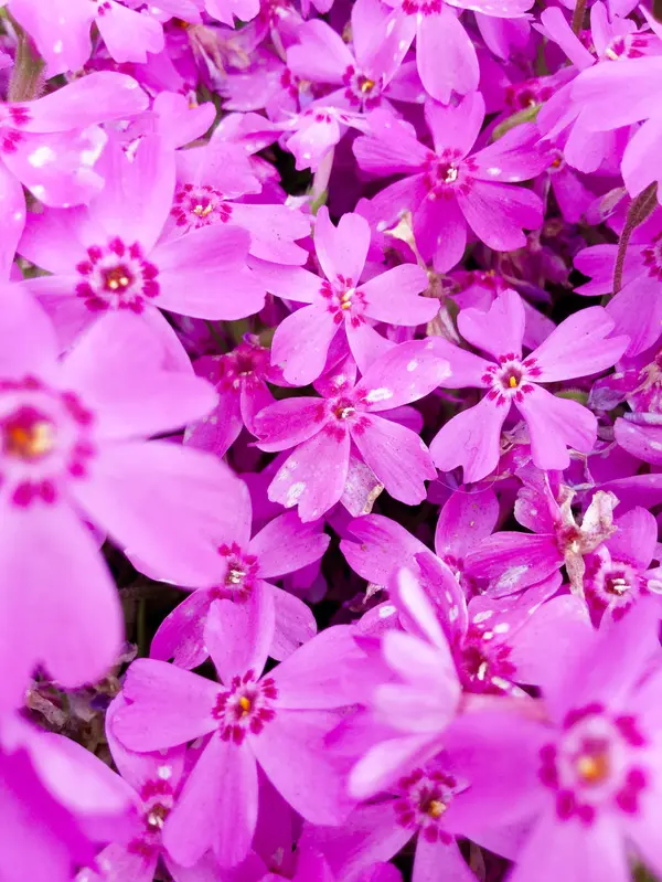 色とりどりの芝桜