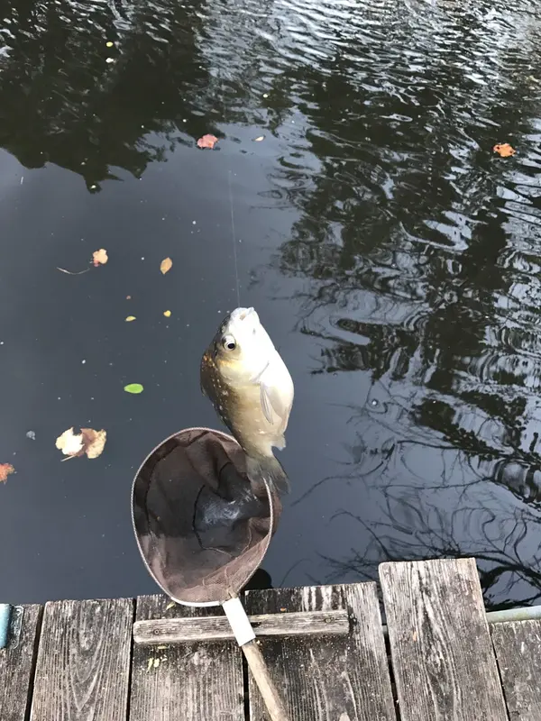 釣れた！！