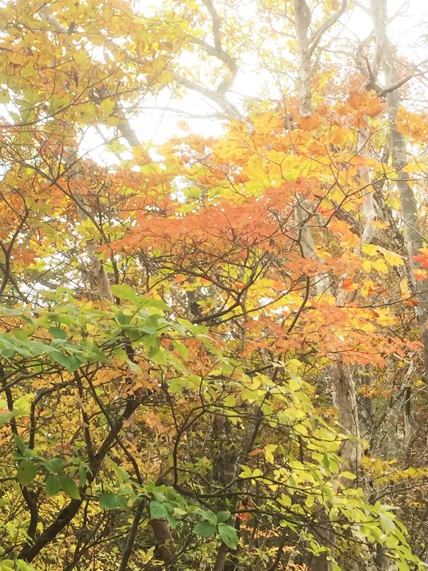 紅葉ゲットだぜ