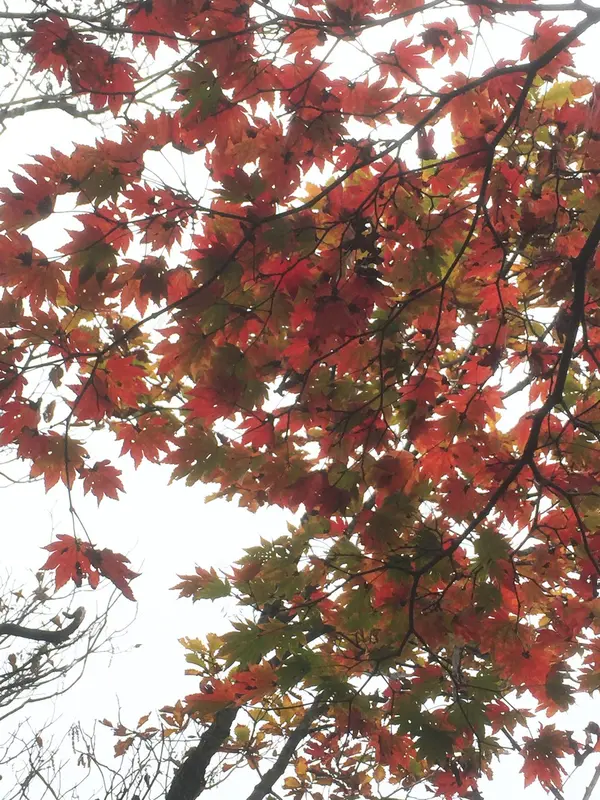 重なるとまた美しい