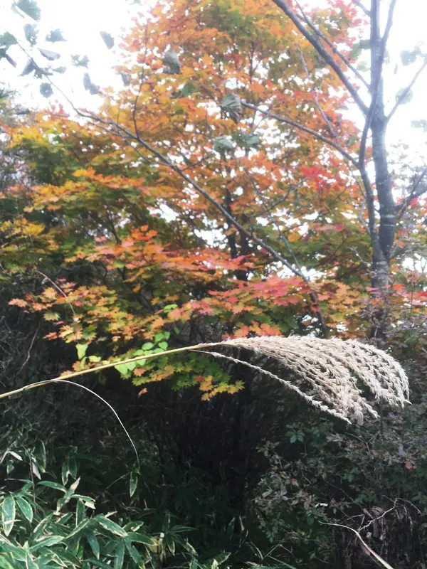 ススキとモミジのツーショット