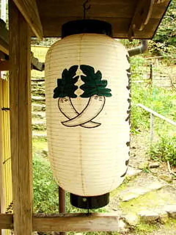 二股大根