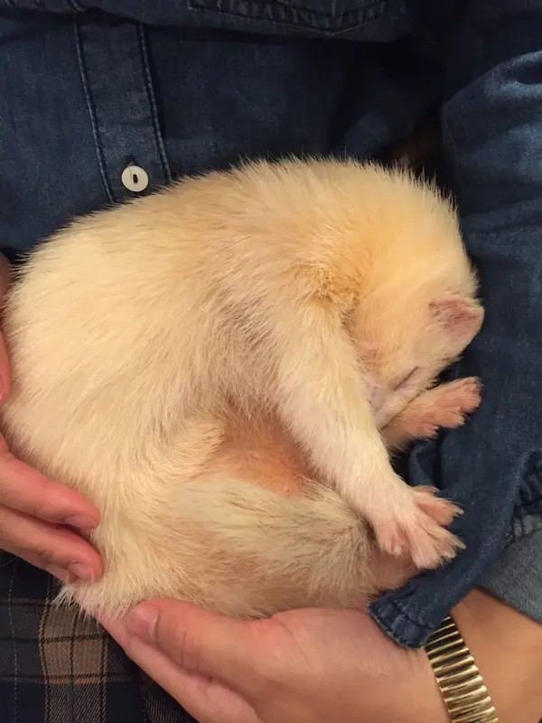 小動物カフェ