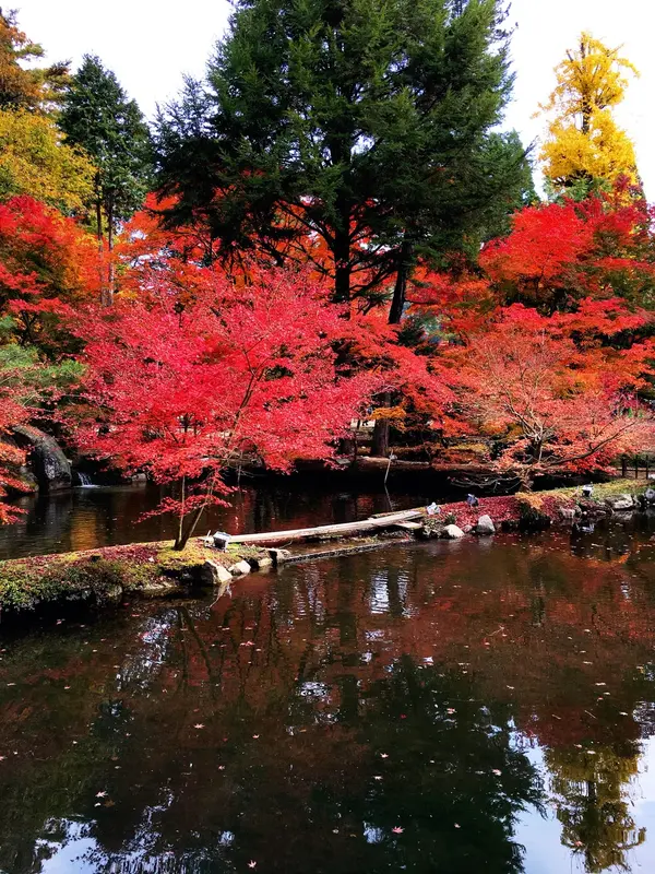 昼間の曾木公園🍁