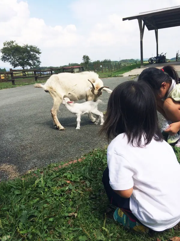 動物とのふれあいコーナー