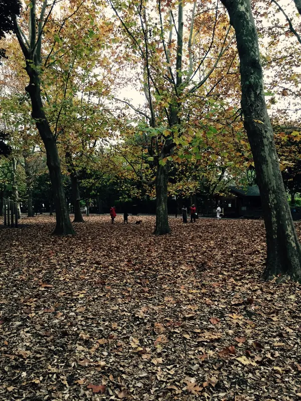紅葉