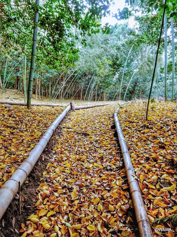 法然院参道付近
