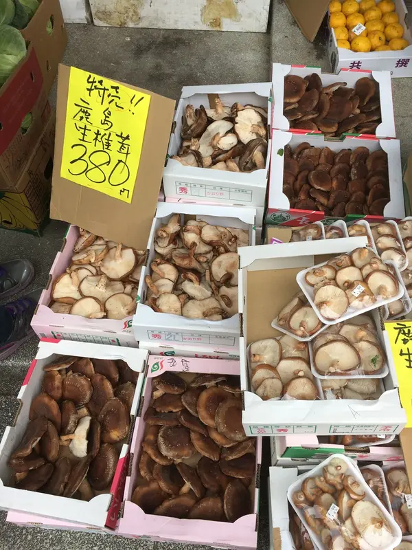 木の子を探して