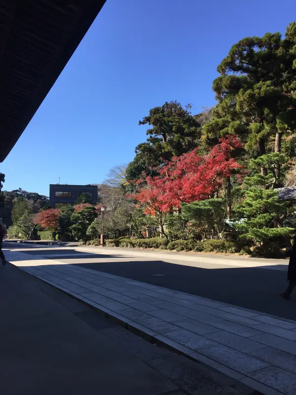 🍁