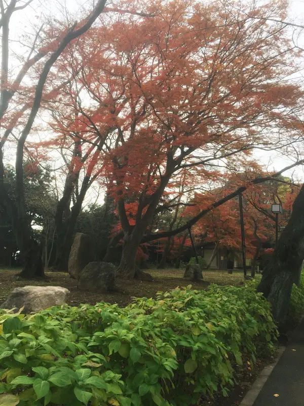 アジサイも