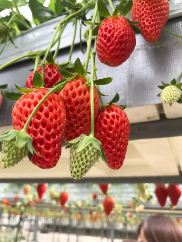 🍓