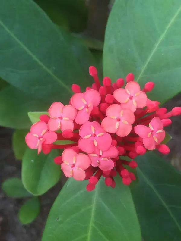 きれいな花