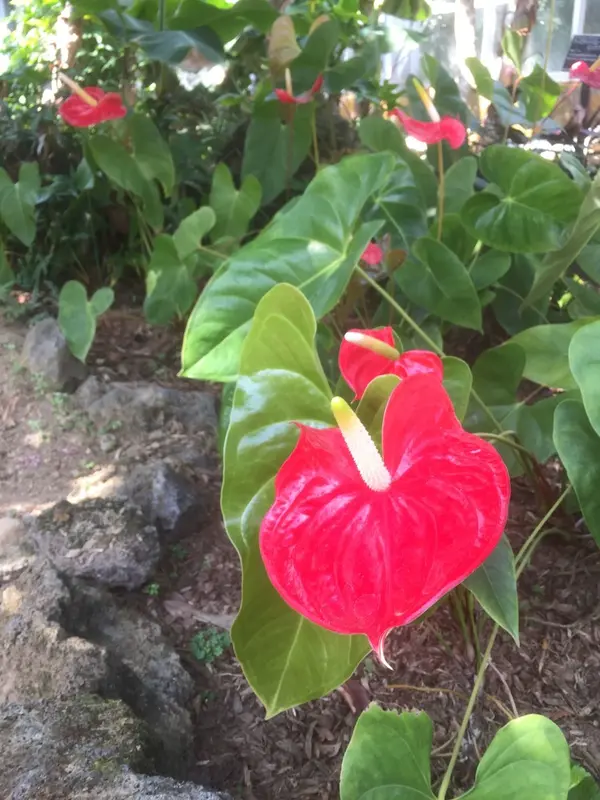 真っ赤な花