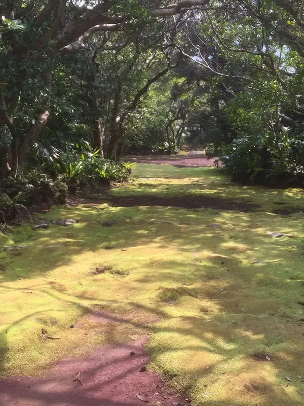 苔むした道