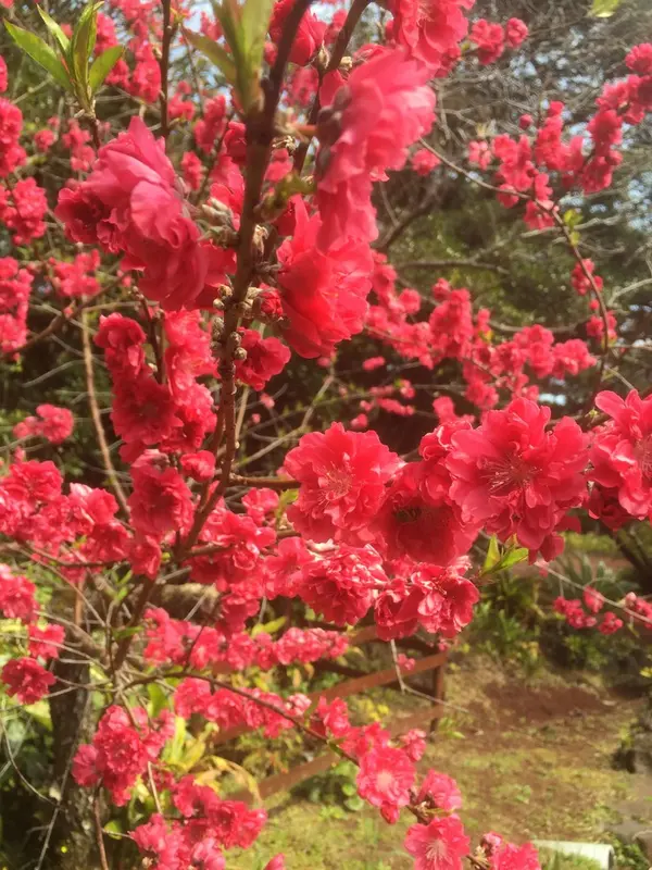 鮮やかな花