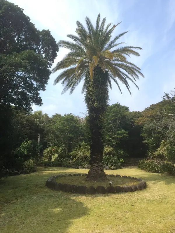 大きな木