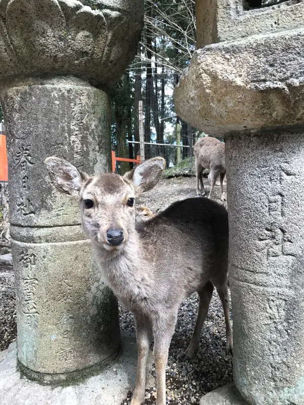 春日大社✖️鹿