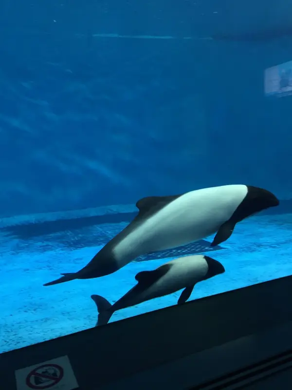イルカの親子