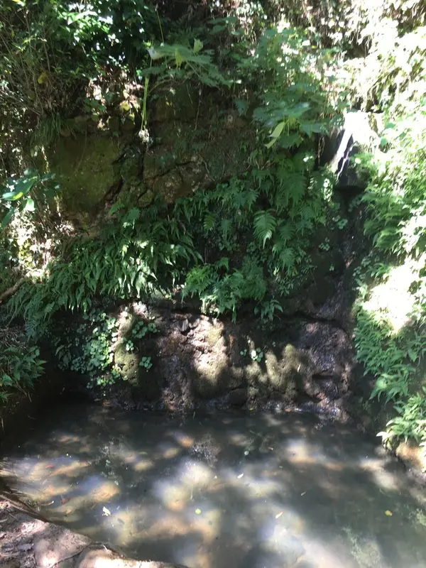 湧き水があちこちから。