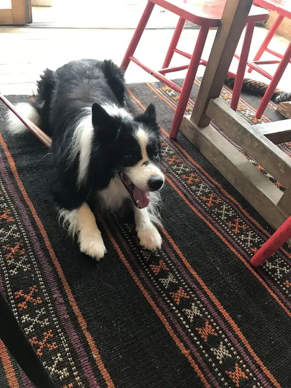 犬もOKなスペースあります。