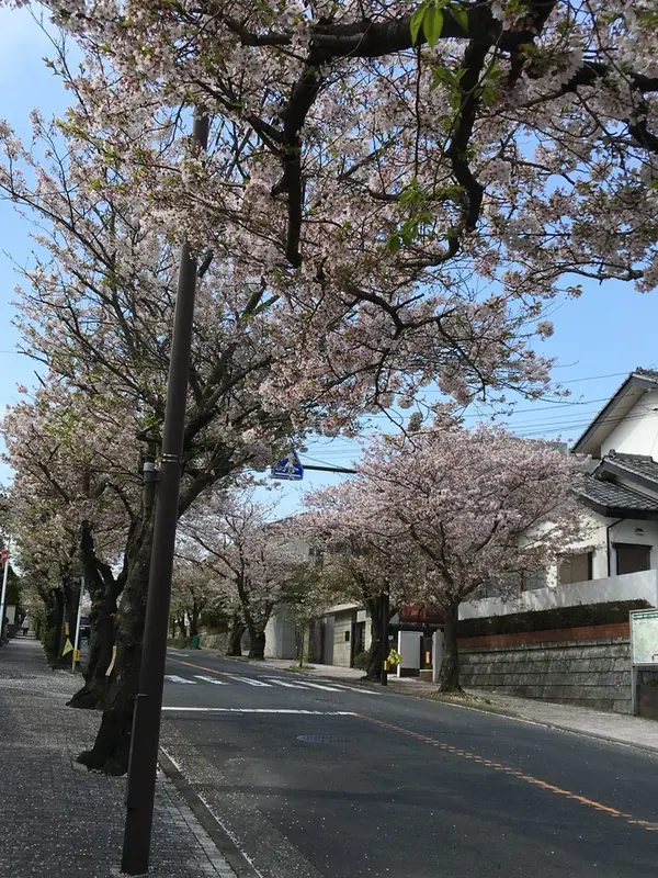 杉本寺から岩殿寺へ向かう道です
