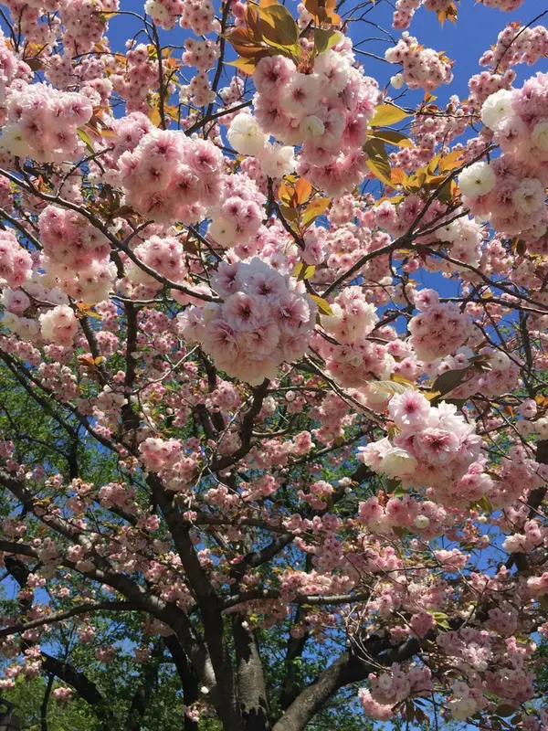 まだまだ桜が咲いてます！