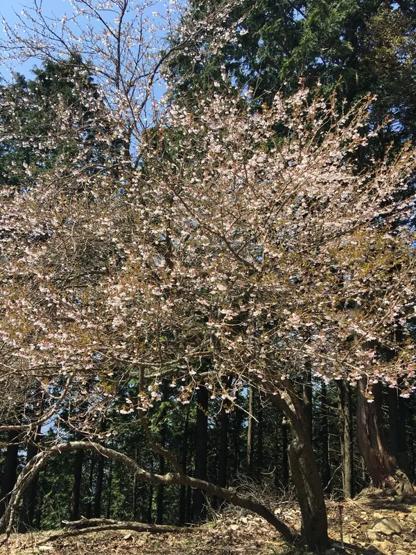 山桜