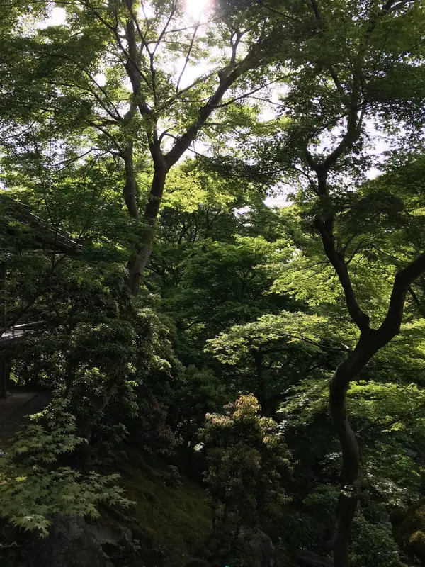 うっそうとした感じ。