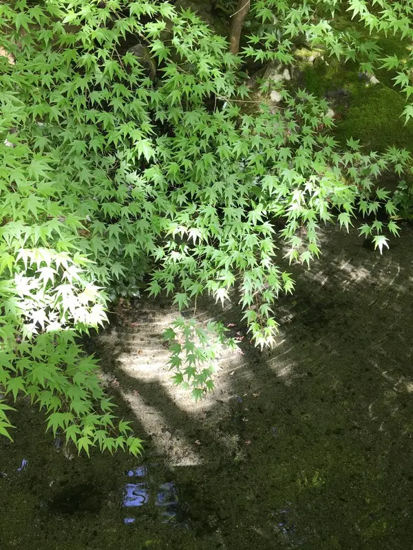 水の透明度がものすごい！！！