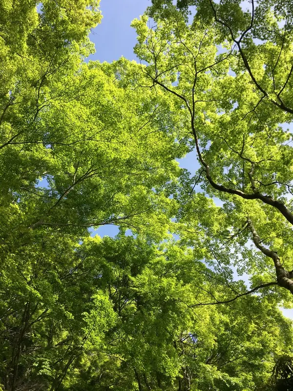 快晴の空×新緑