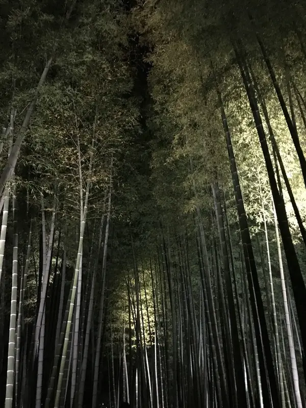竹林を通り抜けると出口です。