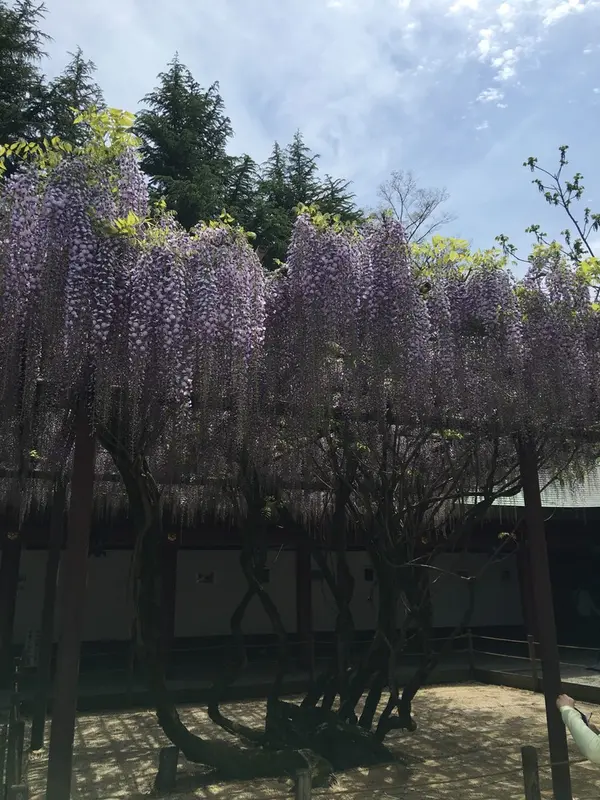藤の花
