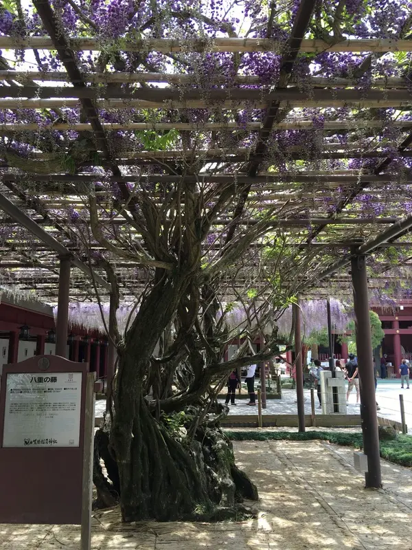 八重の藤