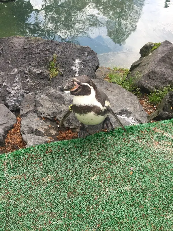 ペンギンの滝