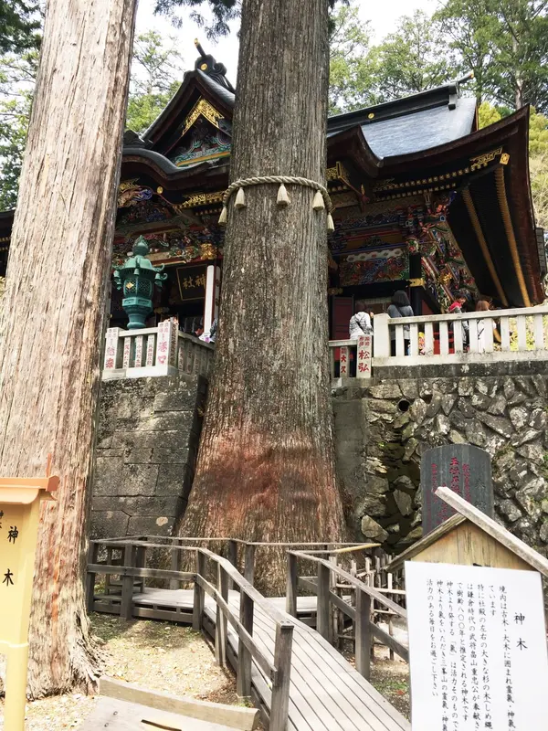 樹齢800年
