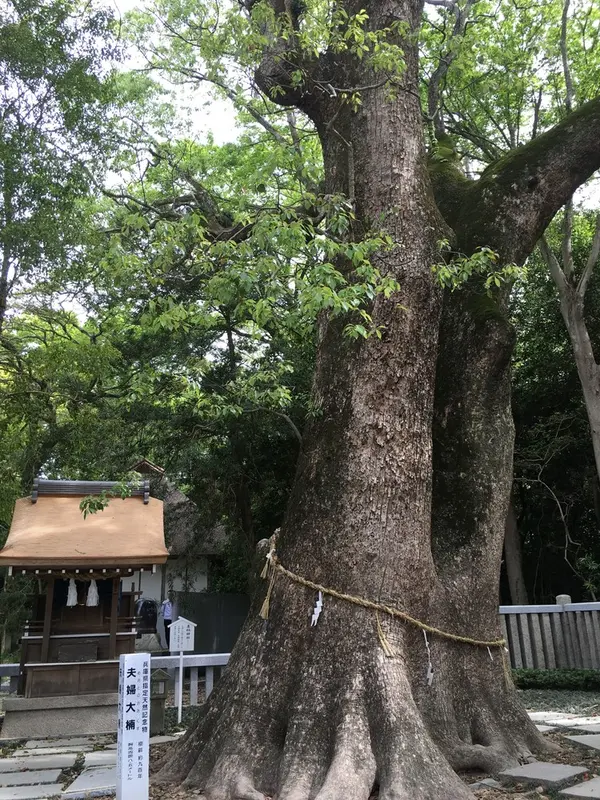 夫婦大楠