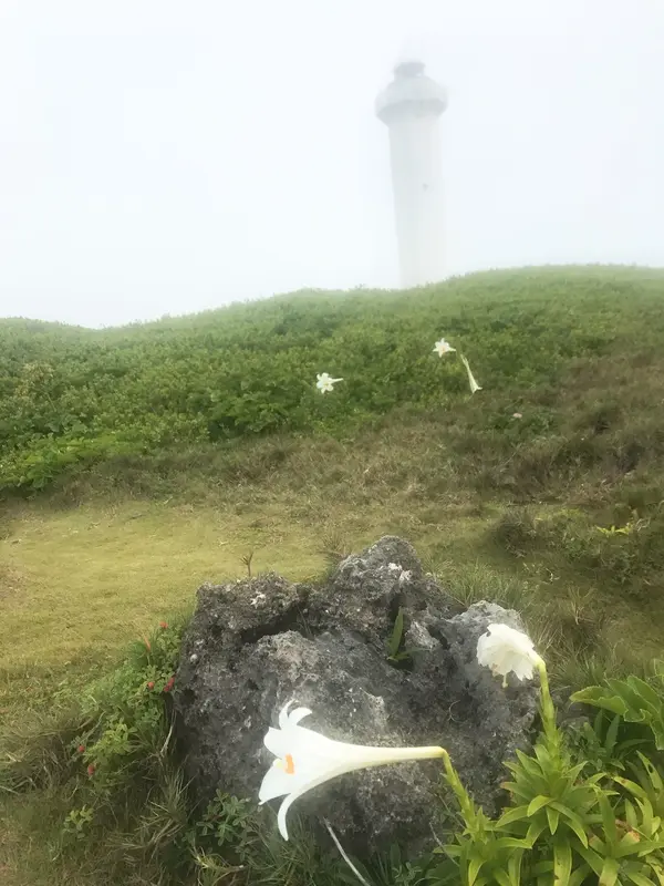百合の花と灯台が映える素敵なスポット！