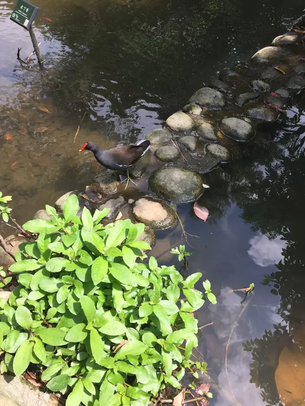 え？！ヤンバルクイナ？