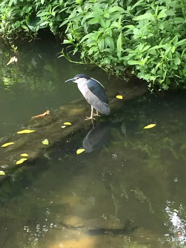 ペンギン風