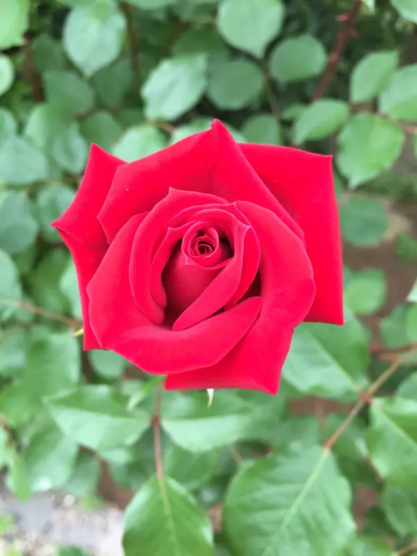 いい色してるよ🌹