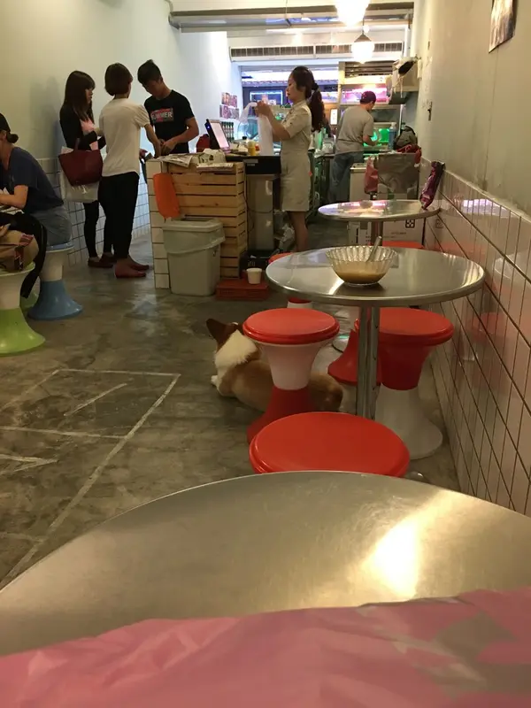 コーギー犬がめちゃくちゃ可愛い