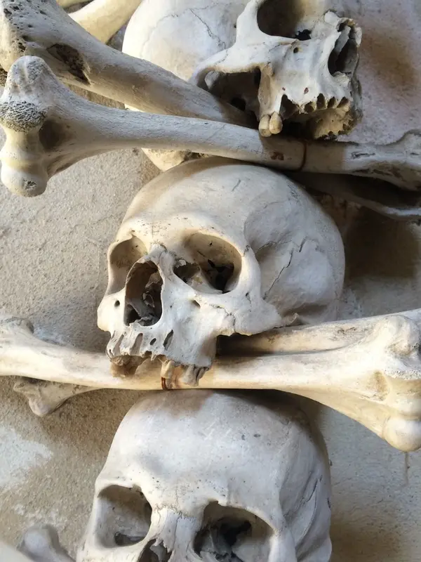 骨を見過ぎて、最後のほうには見慣れてる自分に恐怖…