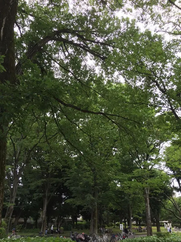 グリーンに癒されます