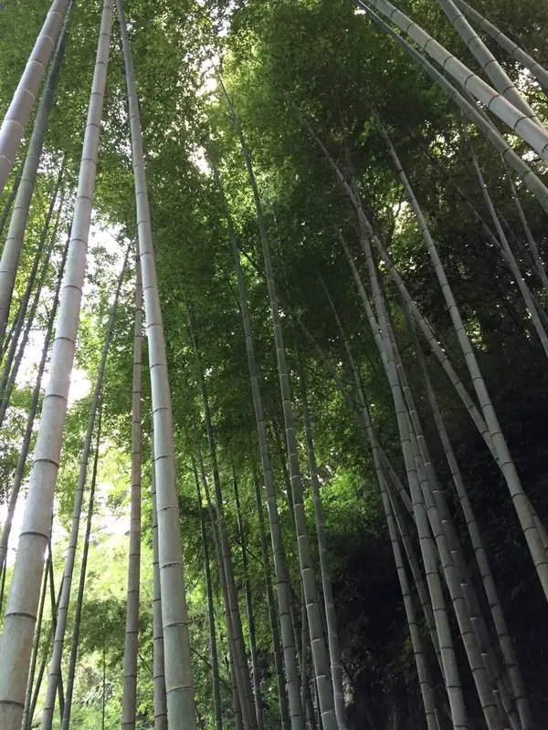 竹林